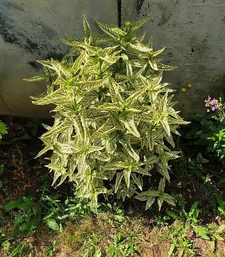 アパート Centrum Garden - ,,parking Free