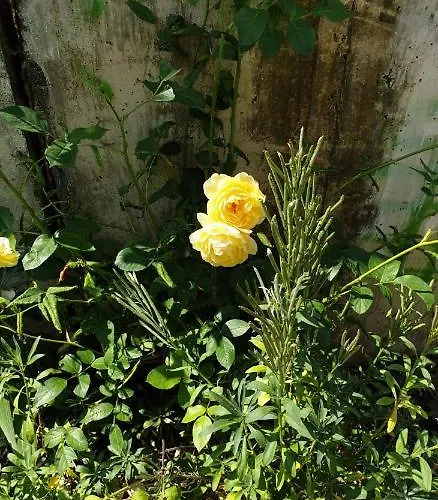 Centrum Garden - ,,parking Free